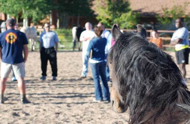 Alejandra Lara - Equine Specialist